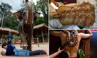 از خوک درمانی تا نیش زنبور! +عکس
