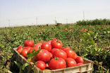 قیمت گوجه‌فرنگی سر به فلک کشید