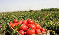 قیمت گوجه‌فرنگی سر به فلک کشید