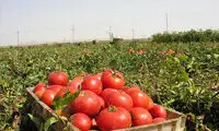 قیمت گوجه‌فرنگی سر به فلک کشید