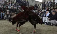 عکس: مسابقات خروس جنگی سال 2013!