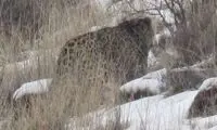 تصویربرداری از یک گونه ارزشمند پلنگ