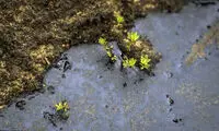 مالچ پاشی برای مقابله با ریزگرد‌ها