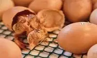 وقتی جوجه‌ها به دلیل گرما از تخم بیرون آمدند!