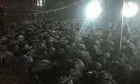 سوختن ۲۶۲ قطعه بوقلمون زنده در پلدشت