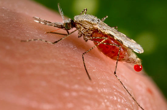 بیماری مالاریا؛ از پیشگیری تا درمان