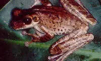 قورباغه آمريكايي، از عجيب‌ترين مخدرهاي دنيا