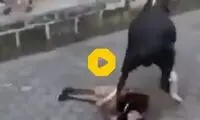لحظه حمله مرگبار یک گاو وحشی به جوان ماجراجو