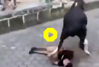 لحظه حمله مرگبار یک گاو وحشی به جوان ماجراجو