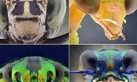 اینها موجودات فضایی نیستند! +عکس