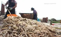 رنگ آمیزی میگو ها در چین! +عکس