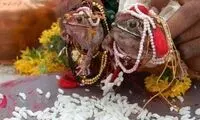 ازدواج و طلاق قورباغه‌ها و قاصد روزانِ ابریِ ما!