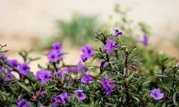 تصاویر؛ زمستان به رنگ بهار در جزیره کیش