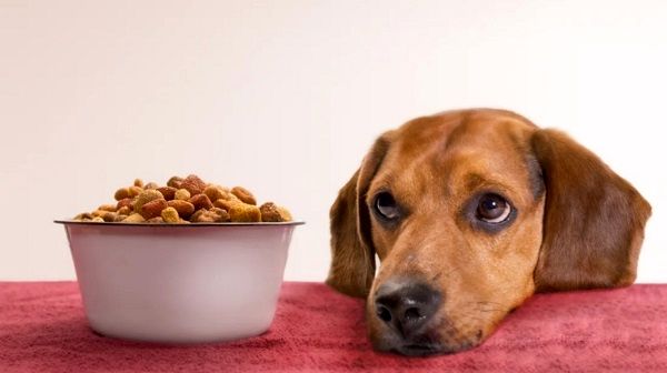 به سگمون چه غذایی بدیم؟
