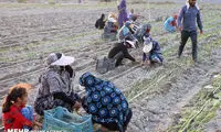 آغاز کشت صیفی و سبزی در هشت بندی