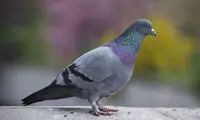 گران ترین کبوتر جهان فروخته شد