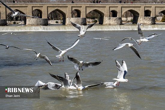 مهمانان مهاجر در زاینده رود