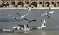 مهمانان مهاجر در زاینده رود