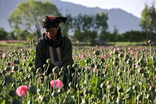 عکس: جنگ تریاک در افغانستان
