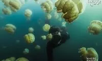 شنای عکاس ماجراجو با میلیون ها چتردریایی