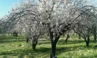 هوای بام ایران بهاری شد! +عکس