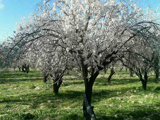 هوای بام ایران بهاری شد! +عکس