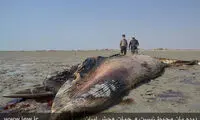 لاشه نهنگ عظیم الجثه در خوزستان +عکس