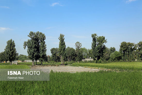 برنجکاری در کنار زاینده رود خشک
