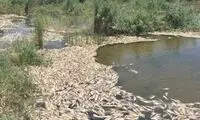 هویزه و هورالعظیم؛ بی‌آبی و بیداد خطر بی‌آیندگی