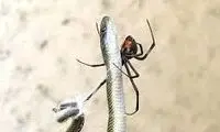 شکار مار نگون بخت توسط عنکبوت +عکس