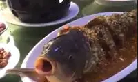 زنده‌ شدن ماهی در ظرف غذا!