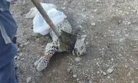قابی تلخ و تکان‌دهنده از شکار یک یوزپلنگ