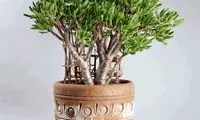 خانه های درختی مینیاتوری +عکس