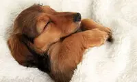 سگ های خوابالوی بامزه و خنده دار +عکس