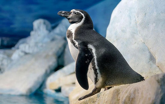 چرا پنگوئن‌ها یخ نمی‌زنند؟