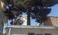 درختی که هم‌پای دانش‌آموزان درس می‌خواند