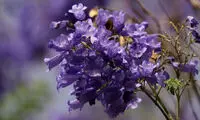 رویایی‌ترین کوچه های عاشقانه +عکس