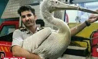 فرود پلیکان غول‌پیکر در منزل مسکونی