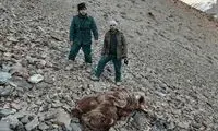 کشف لاشه یک قلاده خرس قهوه‌ای در نور مازندران
