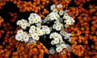 عکس: جشنواره گل های داوودی