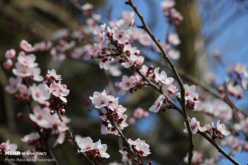 رویش شکوفه‌های بهاری در نیمه زمستان