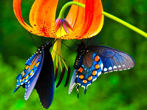عکس‌هایی از زیباترین پروانه‌های جهان