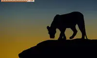 زیبایی های قاره سیاه با تکنیک سایه نما
