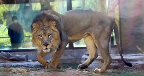 کارمندان باغ وحش، شیر را مبتلا به کرونا کردند