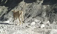ثبت تصویر جدید یوزپلنگ در «نایبندان»