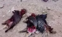 تفریحی غیرمجاز به نام چوله کشی +عکس