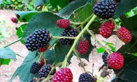 برداشت تمشک در گیلان +عکس