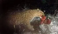 پلنگی که 44 بز را در لرستان درید +عکس