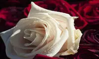 تقویت سلول‌های خورشیدی با گل رز!
