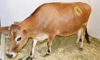 از دیدن این گاوها شگفت‌زده نشوید! +عکس